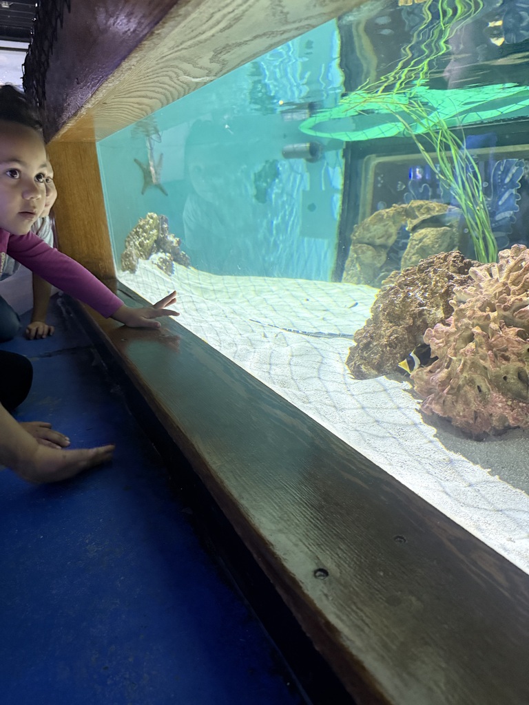 looking into an aquarium