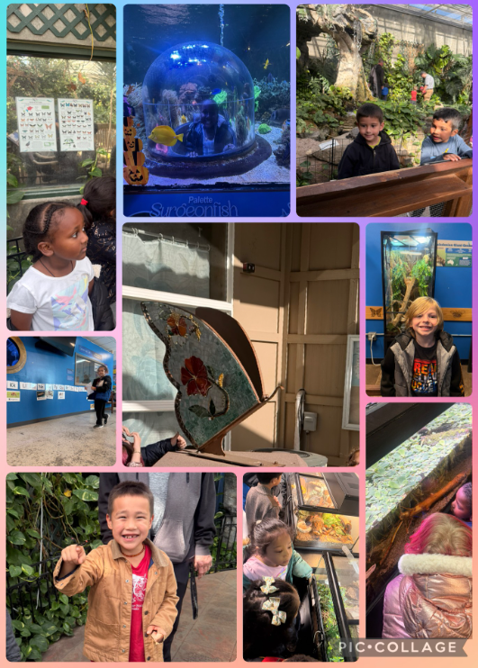 Collage of Kindergarteners at the Butterfly House and Aquarium.