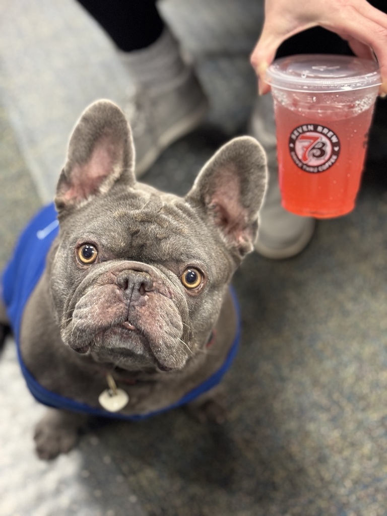 Dog with drink