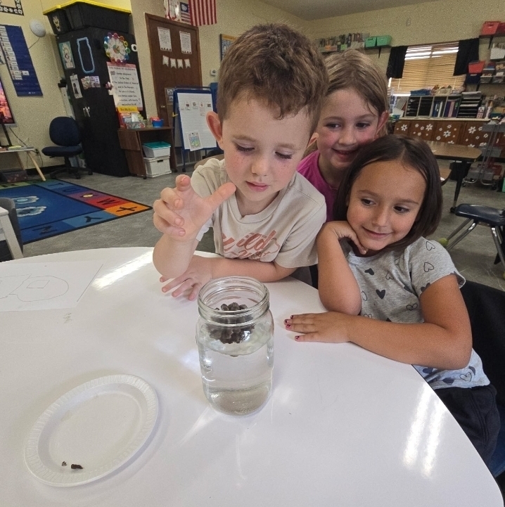 SIVELLS BEND ISD -
Prek and Kindergarten is learning about pinecones. Our first experiment was to place them in water.