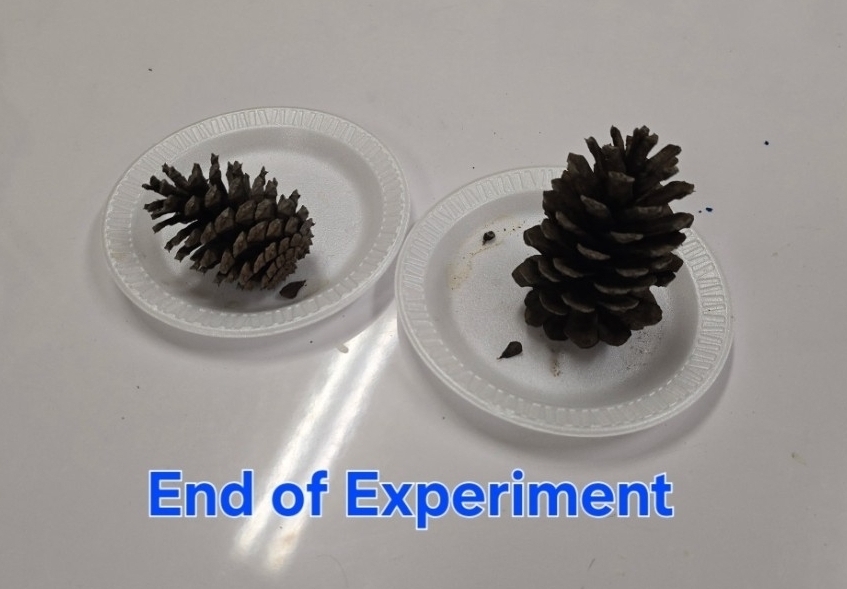 SIVELLS BEND ISD -
Prek and Kindergarten is learning about pinecones. Our first experiment was to place them in water.
