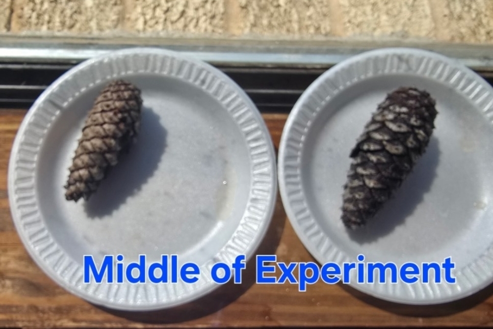 SIVELLS BEND ISD -
Prek and Kindergarten is learning about pinecones. Our first experiment was to place them in water.