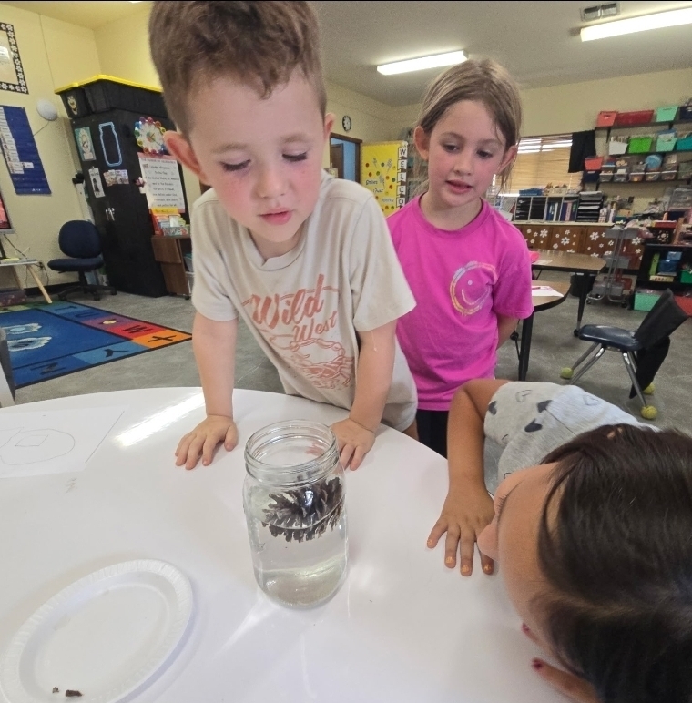 SIVELLS BEND ISD -
Prek and Kindergarten is learning about pinecones. Our first experiment was to place them in water.
