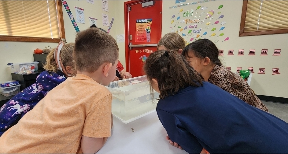SIVELLS BEND ISD
Pre-K and Kindergarten students conducted a pumpkin experiment. They predicted whether whole pumpkins and pumpkin seeds would sink or float.