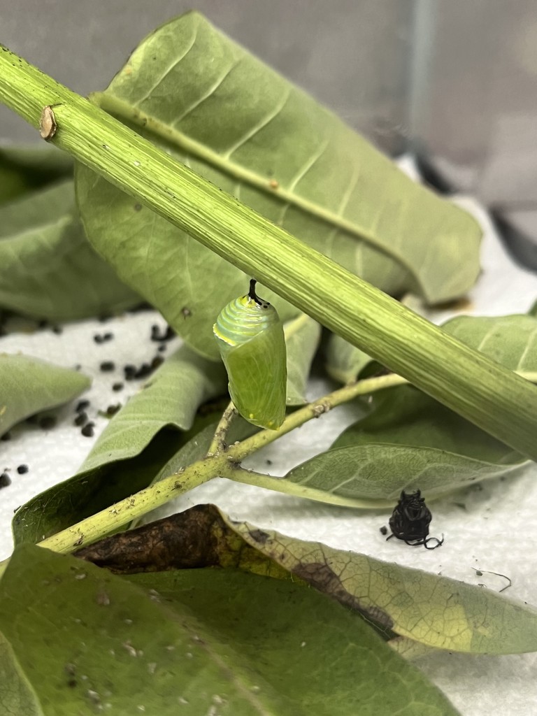 First grade got to watch the process of a monarch caterpillar beginning its metamorphosis! They saw it in its “j” formation at morning meeting, by math time, its chrysalis was formed.
