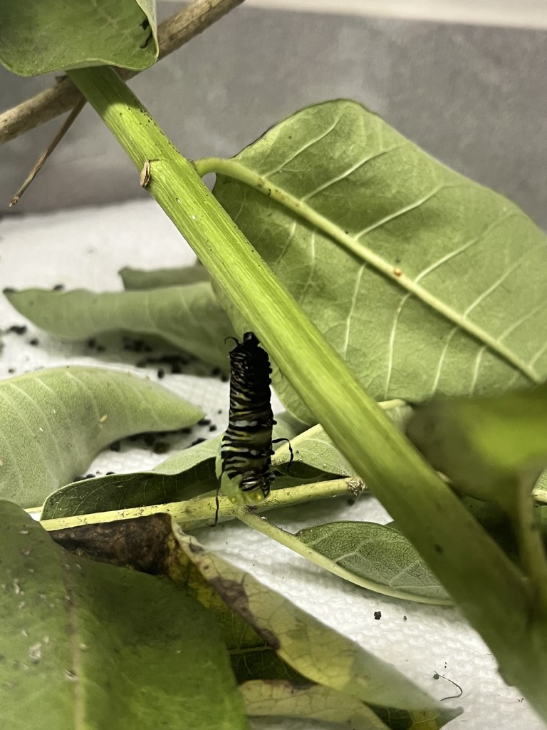 First grade got to watch the process of a monarch caterpillar beginning its metamorphosis! They saw it in its “j” formation at morning meeting, by math time, its chrysalis was formed.