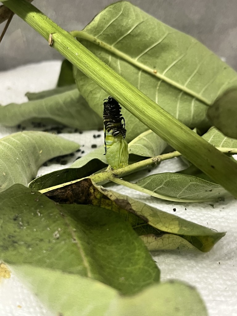 First grade got to watch the process of a monarch caterpillar beginning its metamorphosis! They saw it in its “j” formation at morning meeting, by math time, its chrysalis was formed.