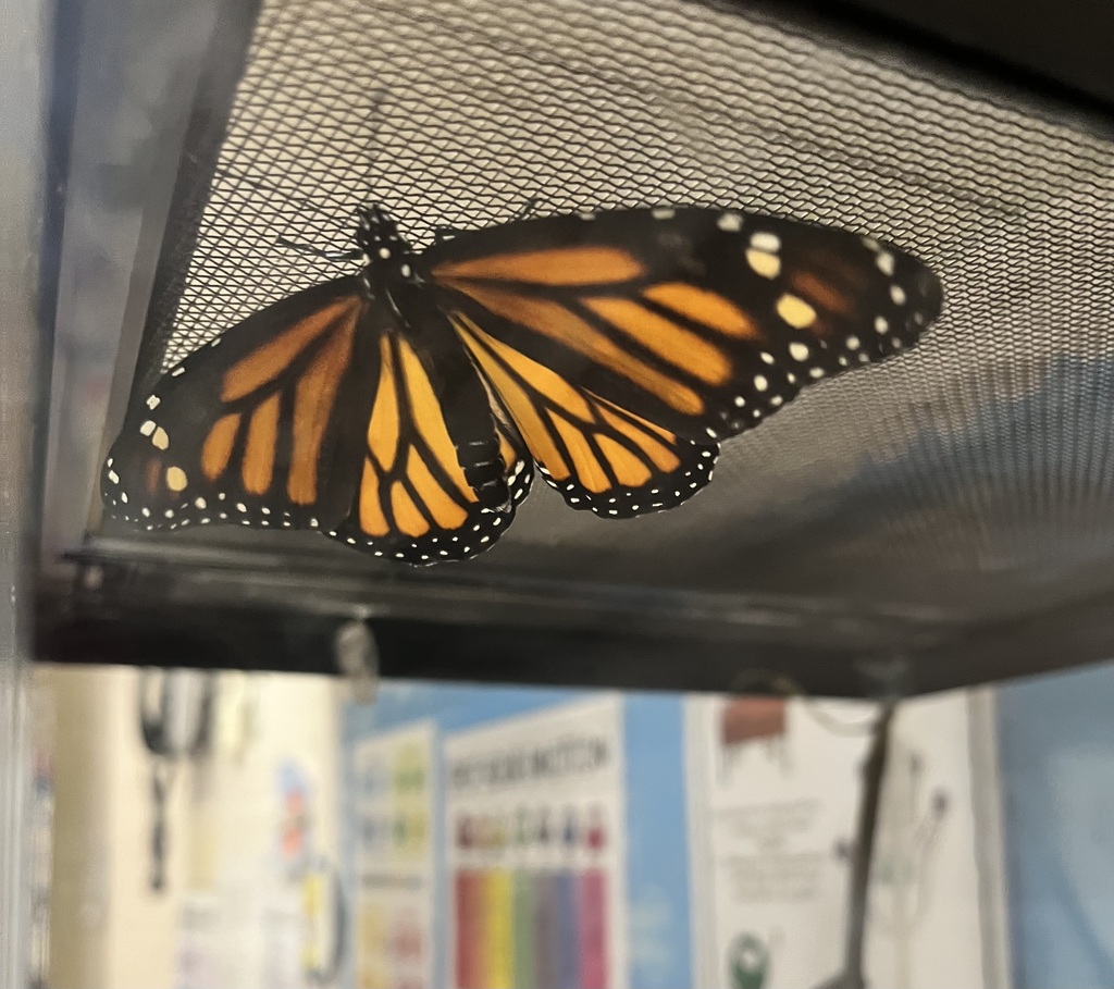 Monarch butterfly