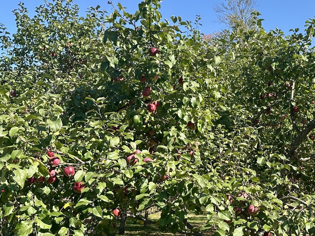 A cluster of apple trees with branches full of ripe red apples.