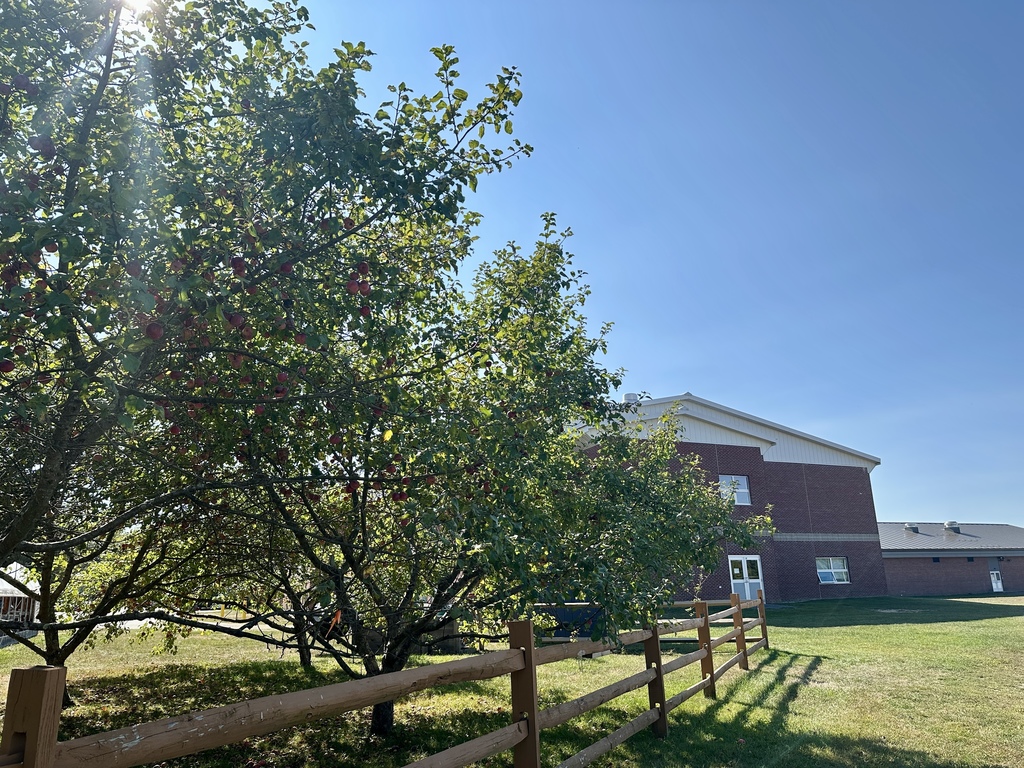 Apple trees full of red apples stand near a wooden fence beside a brick school building under a bright blue sky.