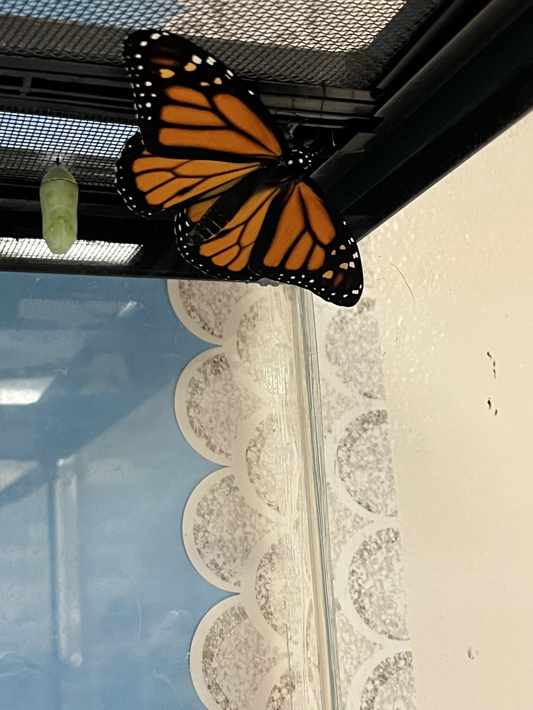 Monarch butterfly