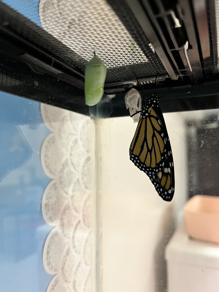 Monarch butterfly