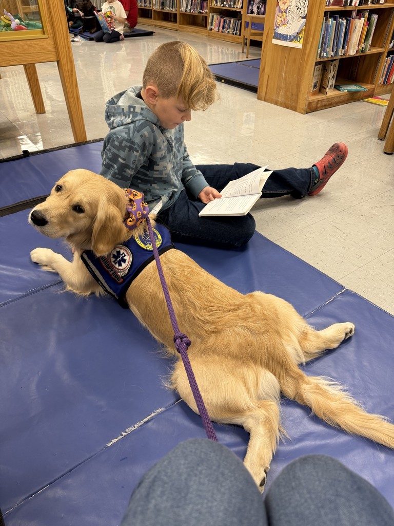 A student in a blue hoodie reads a book while the golden retriever therapy dog lies stretched out beside him, resting comfortably on the mat.