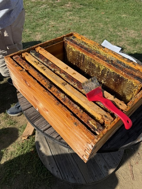 A close-up of several honeycomb frames inside a wooden hive box resting on a spool. A red brush lies across the frames.