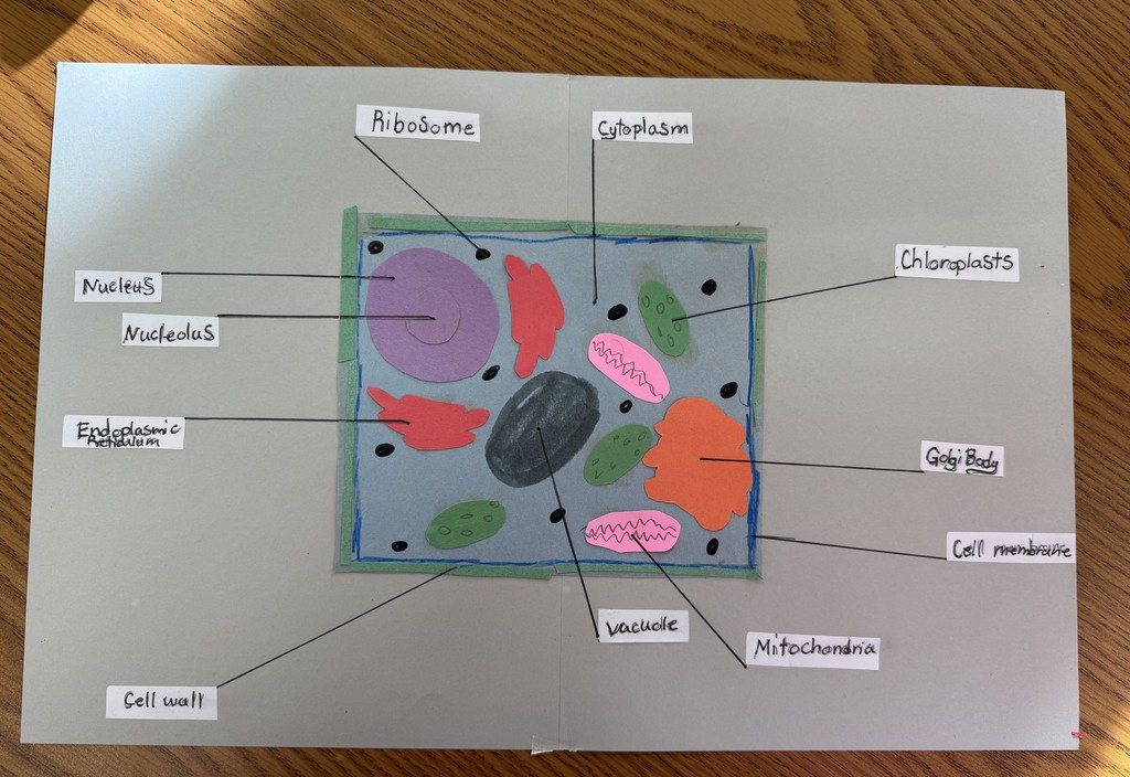 "A clearly labeled, 2D paper model of a plant cell, showing organelles such as the Nucleus, Chloroplasts, Vacuole, Cell Wall, and Cell Membrane."  