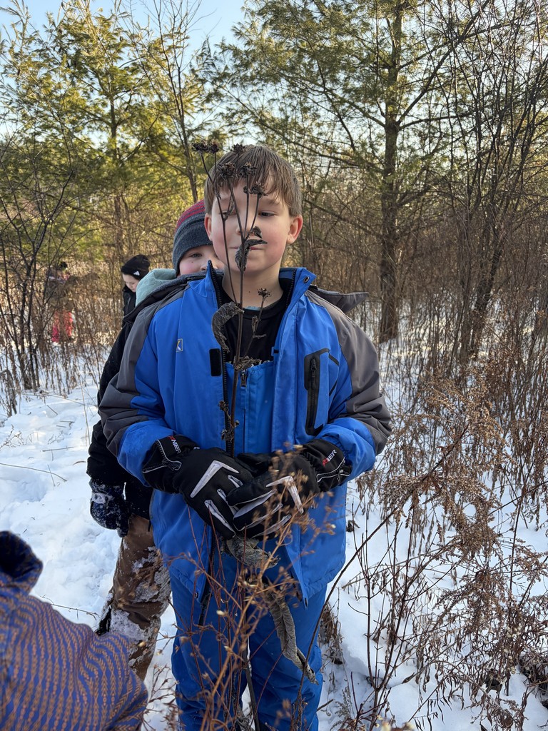 A boy in a bright blue winter jacket stands in a snowy field, holding a tall, dried plant stalk up to his face.