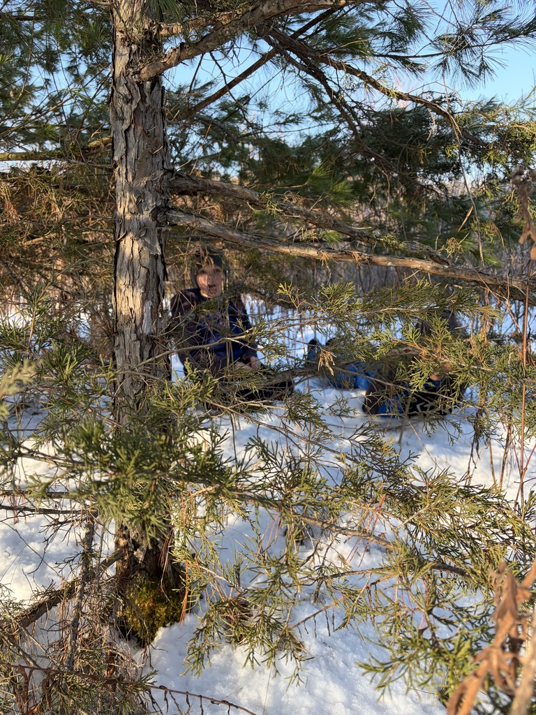 A young boy peeking through the thick, green branches of a pine tree in a bright, snowy field.