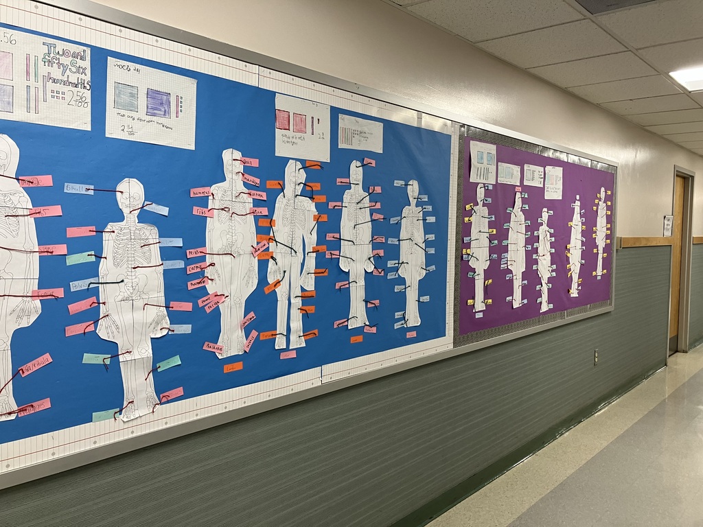 Classroom Hallway Bulletin Board A wide-angle shot of a school hallway featuring a long bulletin board divided into blue and purple sections. Multiple life-sized paper skeletons, created by students, are displayed in a row. Each skeleton is decorated with colorful labels and yarn strings identifying various bones. Above the skeletons are math posters showing decimal grids and fractions. The hallway has shiny floors, a grey tiled lower wall, and fluorescent ceiling lights.