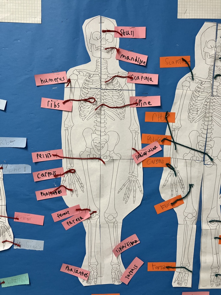 Close-up of Skeleton Diagrams (Blue Background) A close-up view of two paper skeletons on a blue bulletin board. The skeleton on the left uses pink labels with red yarn, while the one on the right uses orange labels with green yarn. The labels point to major bones such as the skull, mandible, scapula, and ribs. The handwriting on the labels is in black marker, and the diagrams show clear anatomical details of the rib cage and pelvis.