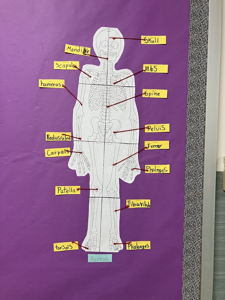 A life-sized paper cutout of a human skeleton mounted on a purple bulletin board. The skeleton is labeled with yellow sticky notes connected to specific bones by red yarn. Labels include "Skull," "Mandible," "Scapula," "Humerus," "Ribs," "Spine," "Pelvis," "Radius/Ulna," "Carpals," "Phalanges," "Femur," "Patella," "Tibia/Fibula," "Tarsals," and "Phalanges" (feet). A small blue tag at the bottom reads "Hannah."