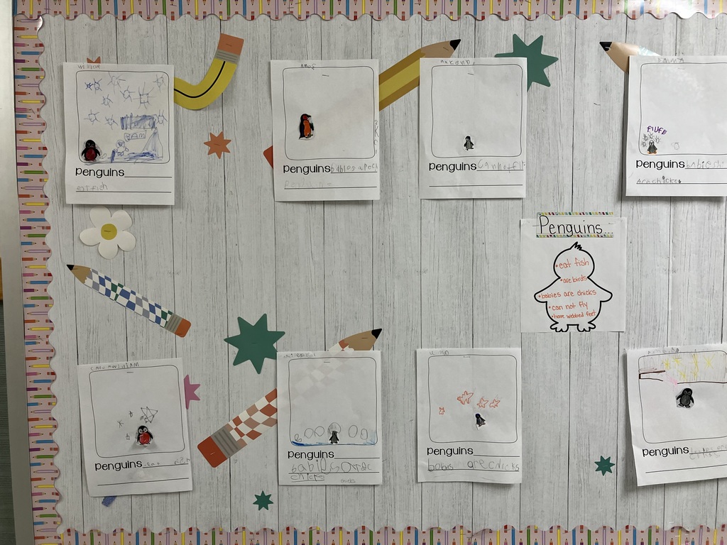 Classroom Bulletin Board A wide shot and a medium shot of a classroom bulletin board with a light wood-grain background and a pencil-themed border. The board displays several student worksheets about penguins. Decorative paper cutouts of pencils, stars, and flowers are scattered between the student work. The penguin fact anchor chart from the first photo is pinned to the center-right of the board. 