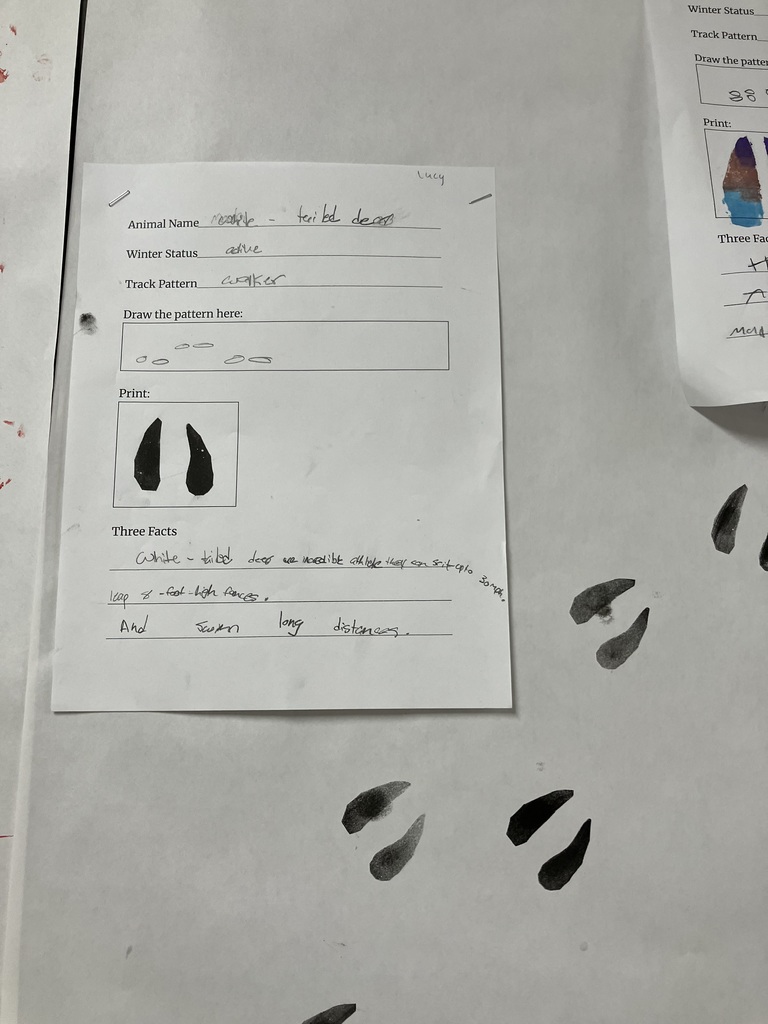  A student’s animal research worksheet about a bison. The "Winter Status" is listed as "awake all winter" and "highly adapted to winter." The "Track Pattern" is described as "heart shaped or oval shape," with a hand-drawn pattern of small cloven hoof prints. The "Print" section shows a blue and brown painted stamp of a bison’s cloven hoof. Under "Three Facts," a child’s handwriting reads: "they are the biggest animal in North America." Large blue hoof stamps are visible on the paper behind the worksheet. 