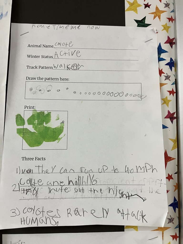  Coyote Worksheet Alt Text: A student’s research worksheet about a coyote. The "Winter Status" is listed as "Active" and the "Track Pattern" is "Walker," with a hand-drawn line of small circles representing paw prints. The "Print" section features a green painted paw print stamp. The "Three Facts" section lists: 1) They can run up to 40 MPH, 2) Coyote are highly proficient opportunistic hunters throughout the night, and 3) Coyotes rarely attack humans. The worksheet is pinned to a board with a star-patterned border.  Image 3: White-tailed Deer Worksheet Alt Text: A student’s research worksheet for a white-tailed deer. The "Winter Status" is "active" and the "Track Pattern" is "walker," showing a staggered hand-drawn pattern of hoof prints. The "Print" section has a black painted stamp of a sharp, cloven deer hoof. The "Three Facts" section notes that they are "incredible athletes," can "sprint up to 30 mph," "leap 8-foot-high fences," and "swim long distances." Several black hoof stamps are printed on the larger paper surrounding the worksheet.