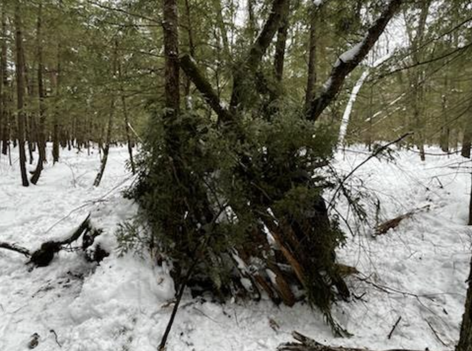 Larger shelter structure built against a tree using stacked branches and evergreen boughs.