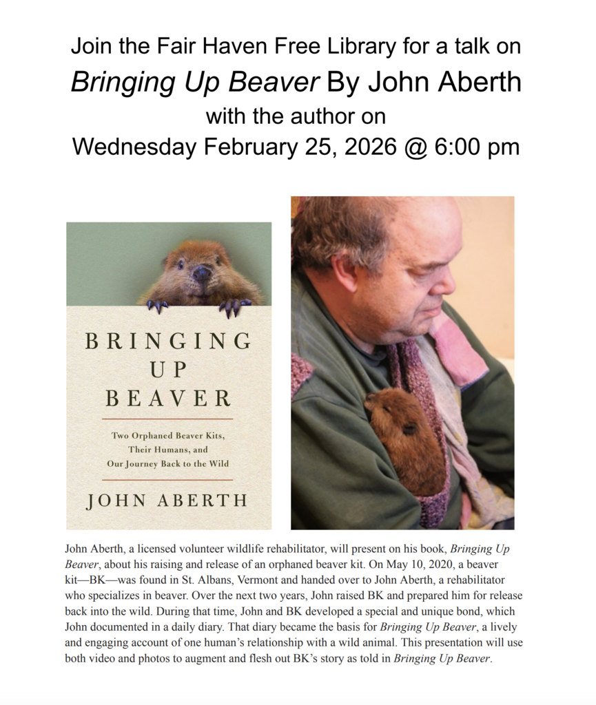 Flyer for a Fair Haven Free Library author talk featuring the book Bringing Up Beaver by John Aberth. Text announces a presentation by the author on Wednesday, February 25, 2026 at 6:00 PM. The flyer includes the book cover showing a beaver peeking over a ledge and a photo of the author holding a young beaver, along with a description of his work as a wildlife rehabilitator and the story behind the book.