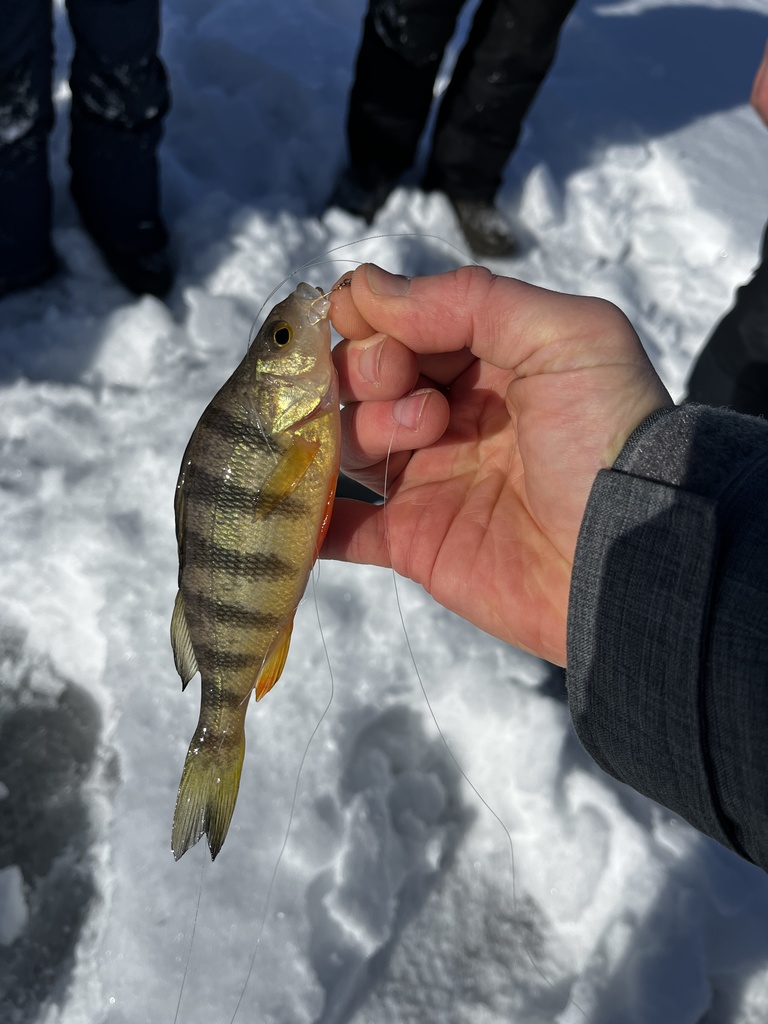 Close-up of a small yellow perch being held by hand above the snow-covered ice.