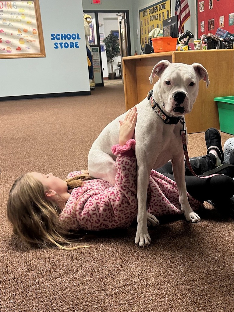 A white therapy dog stands calmly while a student lies on the floor petting the dog during a reading session in the library.