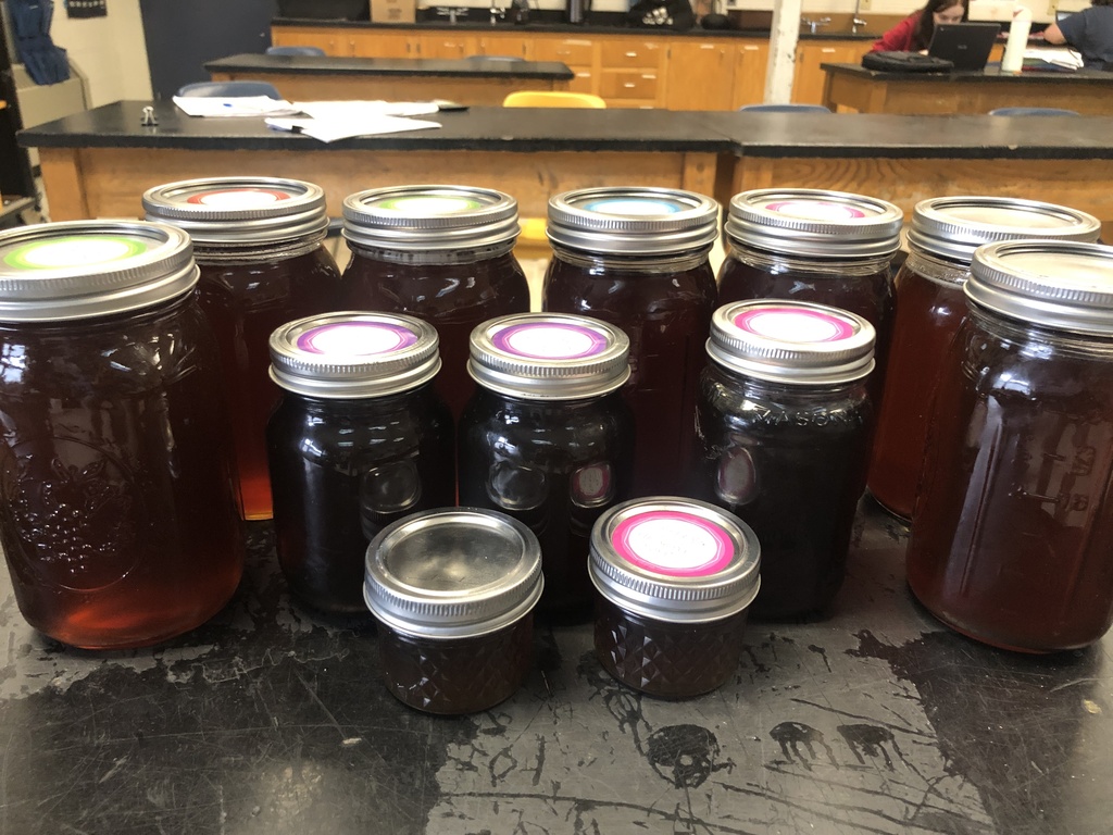 Finished jars of maple syrup arranged on a table, sealed with lids in a classroom setting.