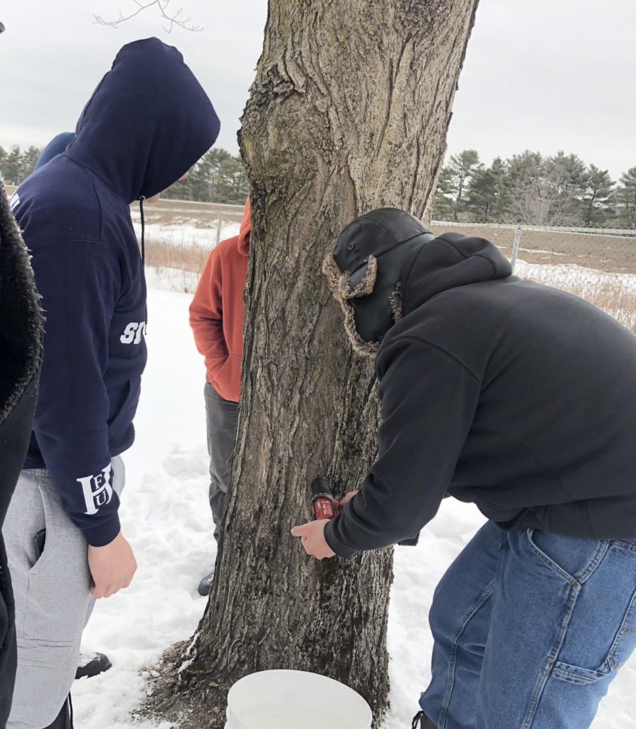 Students outdoors in winter drill a hole into a tree trunk to tap it for sap, with a bucket placed below in the snow.