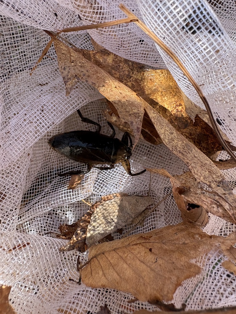 Close-up of a net containing leaves and a large dark-colored water bug resting inside.
