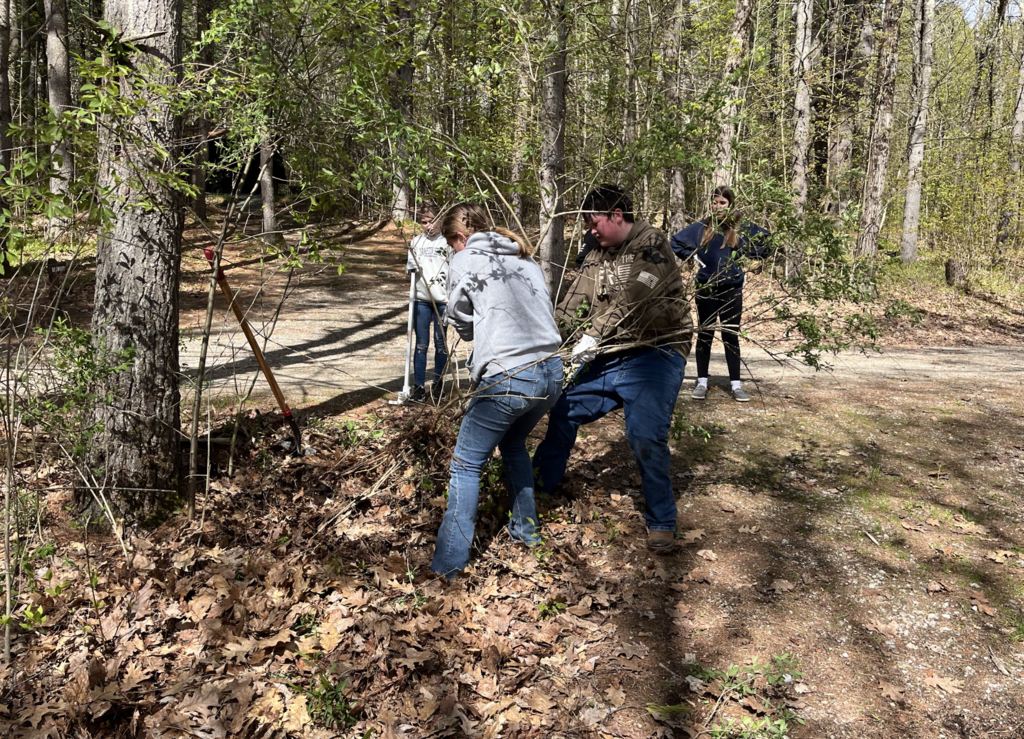 Several students work together in a wooded area pulling invasive brush and plants from the ground using teamwork and hand tools.