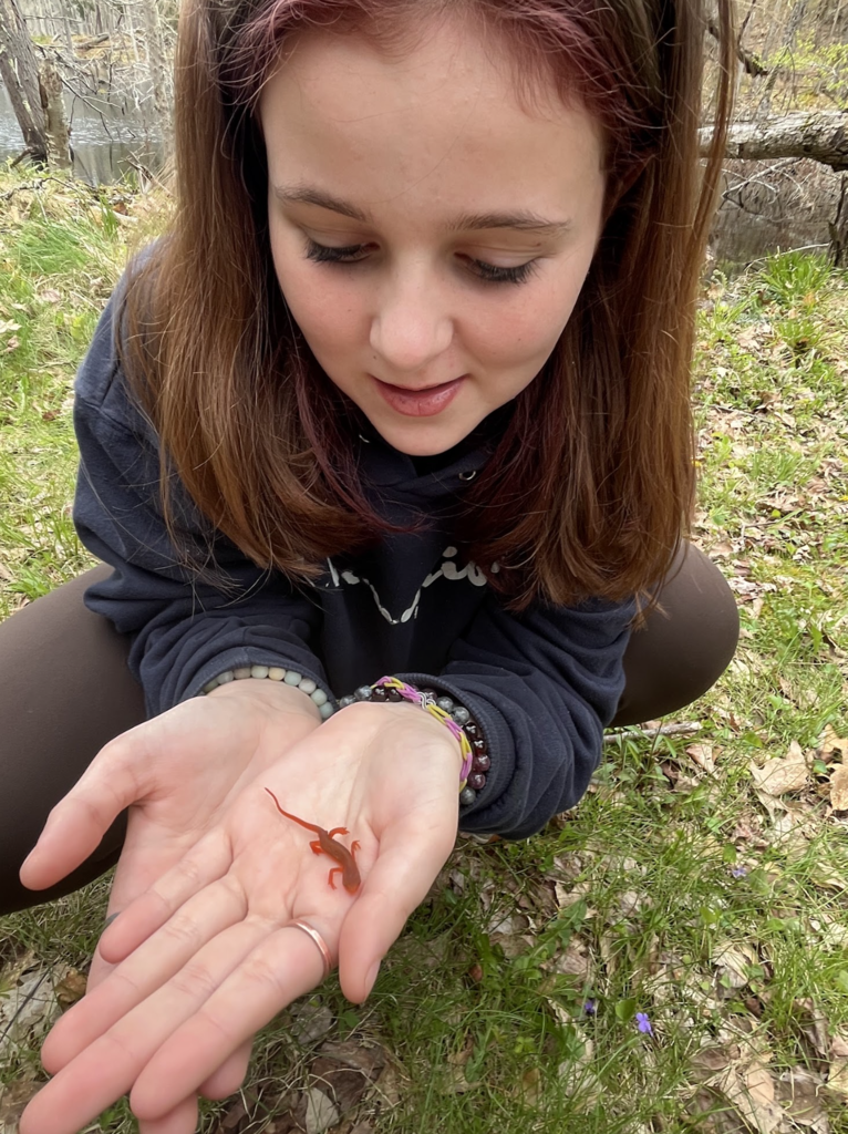 A student kneels outdoors holding a small bright orange salamander carefully in her hands while examining it closely near a wetland area.