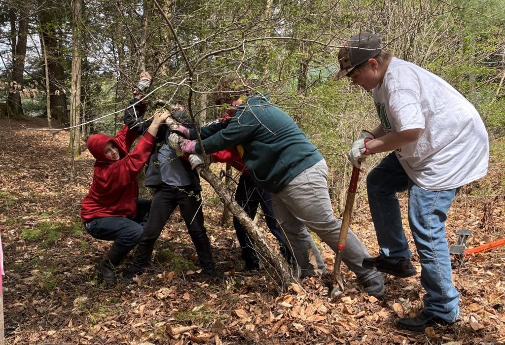 A group of students works together to pull down and remove invasive brush from a wooded area while another student uses a shovel to loosen roots from the ground.