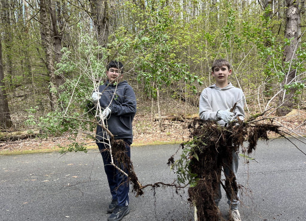 Two students wearing gloves hold large uprooted invasive plants with exposed roots while standing on a park roadway surrounded by trees.