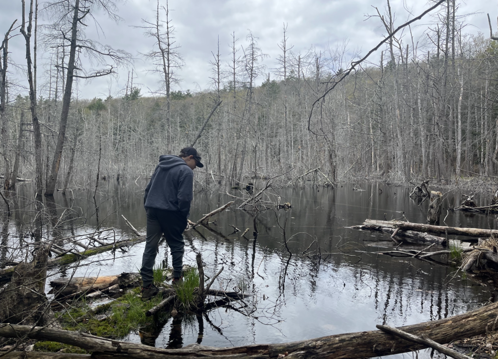 A student stands near the edge of a swampy wetland surrounded by fallen trees and reflective water while exploring the natural area.