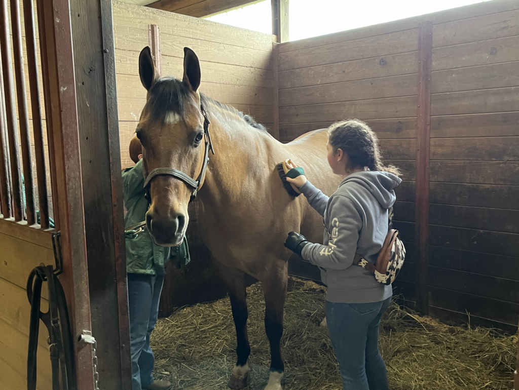 A student brushes a horse inside a stable while another person stands nearby.