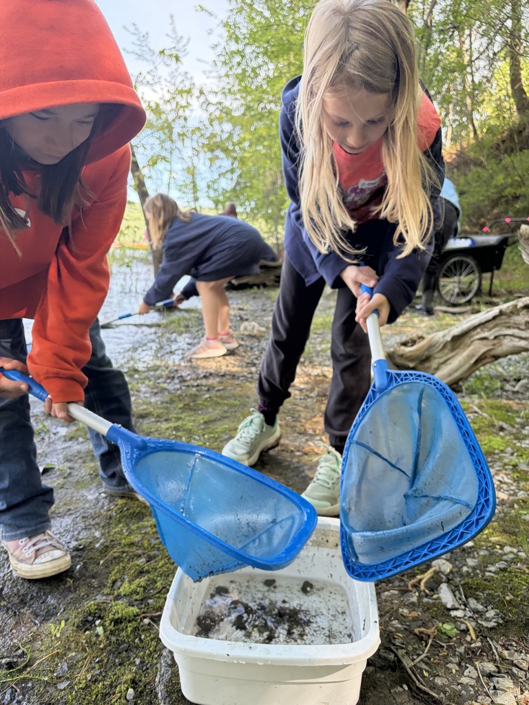  Two young girls stand on a mossy, rocky shore, holding blue dip nets over a white plastic tub on the ground. The girl on the left wears a bright orange hooded sweatshirt, and the girl on the right is in a dark blue zip-up hoodie over a pink shirt. They are both looking intently down at the muddy debris and water inside the bin. In the background, another child bends over near the water's edge. 