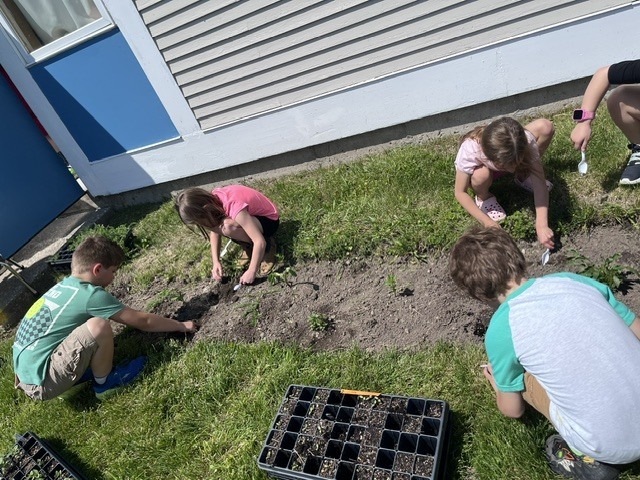  A group of young children are active outside on a sunny day next to a light-colored school building. Several children are crouched down, working in a long, narrow dirt garden bed that runs parallel to the building's wall. In the background, other children are running across a large, open green lawn under a blue sky with scattered clouds.  image2.jpeg A high-angle shot shows five young children focused on gardening in a long dirt patch next to a building. They are crouching and using white plastic spoons as improvised trowels to dig and plant. In the foreground on the grass, a black plastic seed starter tray sits with small seedlings growing inside.  