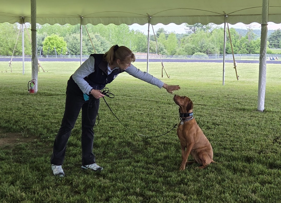 Kristie Adams reaches toward Stevie, a brown detection dog sitting attentively on the grass under a large tent during a nose work demonstration.