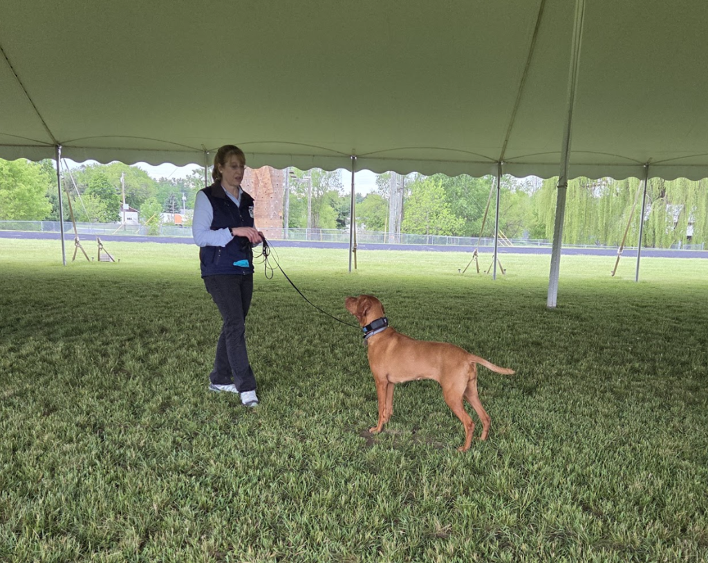 Kristie Adams works with Stevie under a tent as the dog stands alert and focused, demonstrating obedience and scent-detection training techniques.