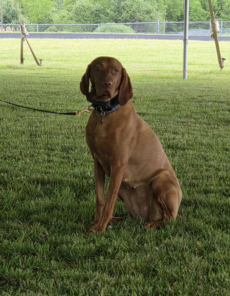 Stevie, a brown detection dog, sits calmly on the grass under a tent while awaiting her next command during a scent-detection demonstration.