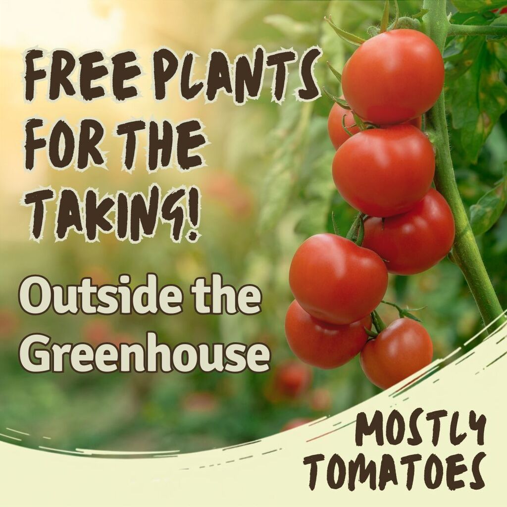Graphic promoting free plants available at Fair Haven Union High School. The background features a close-up photo of ripe red tomatoes growing on a vine in a garden. Large text reads, “FREE PLANTS FOR THE TAKING!” and “Outside the Greenhouse.” Additional text in the lower right corner reads, “MOSTLY TOMATOES.” The design uses green and cream accents to reflect a gardening theme.