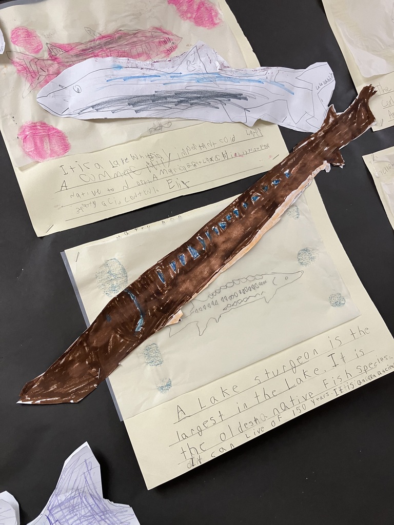 A close-up of school projects about lake fish pinned to a black background. A prominent project features a long, brown paper cutout of a Lake Sturgeon with blue markings along its spine. It is pinned over a paper with a simple line drawing of the fish and handwritten facts stating, "A Lake sturgeon is the largest in the lake. It is the oldest native fish species."