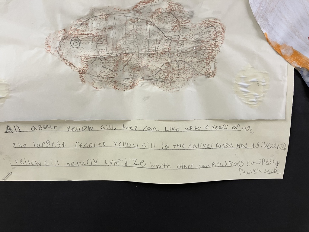 A detailed close-up of a student's handwriting on a lined sheet of paper attached to a bulletin board. The text reads: "All about yellow gill, they can live up to 10 years of age, The largest recorded yellow gill in the natives range was 4.8 lbs (2.2 kg), yellow gill naturally hybridize with other sunfish species especially pumpkin seeds." Above the text is a crayon or colored pencil rubbing of a fish. 