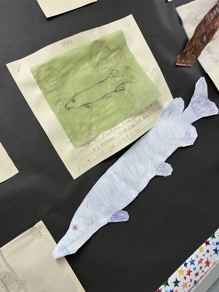 A close-up of a student research project on a black bulletin board titled "Pike." The project features a green square paper with a pencil drawing of a pike, accompanied by handwritten text describing it as a large predatory freshwater fish. Layered below it is a long, narrow cutout of a fish colored with light blue, green, and purple markers. 