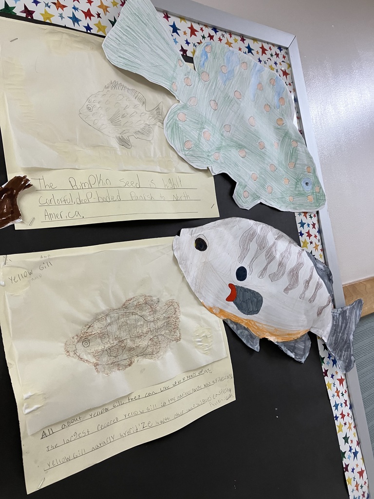  A close-up of two student fish projects on a black bulletin board. The top project features a large, light-green cutout fish covered in orange polka dots next to a sheet reading "The Pumpkinseed is a highly colorful, deep-bodied panfish." The bottom project titled "Yellow Gill" shows a tan rubbing of a fish alongside a three-dimensional paper fish cutout colored with gray stripes and an orange underbelly. 